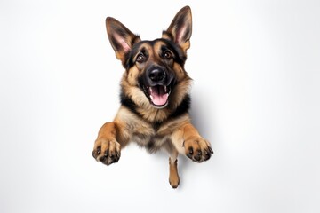 Cute Dog Portraying Emotive Faces, Playful German Shepherd on White, Captured through Unique Aerial Photography Techniques, generative ai