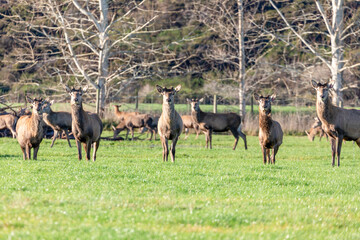 Photograph of farmed Deer grazing in a large green agricultural field on the South Island of New Zealand