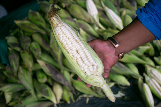Ears of corn at a stall in the central fruit and vegetable market in Cusco, Peru.