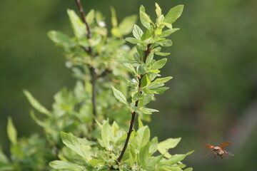 Maikäfer im Flug