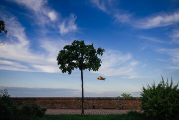 A small lonely tree with a rounded crown and a yellow biplane flying against the background of a...