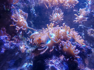Fototapeta na wymiar Bubble-tip anemone, (Entacmaea quadricolor)
