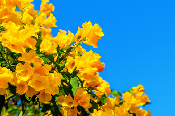 Tecoma stans yellow flowers closeup, yellow trumpetbush, yellow bells, yellow elder, green leaves, blue sky background, beautiful flower texture, decorative border, frame, natural floral decoration
