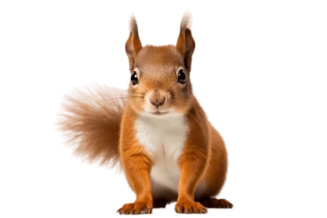 Papier Peint photo autocollant Écureuil Isolated Transparent Background Baby Squirrel. Generative AI