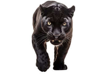  Isolated on Transparent Background Black Leopard. Generative AI © zainab
