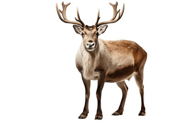 Close-Up of Caribou Isolated on Transparent Background. Generative AI