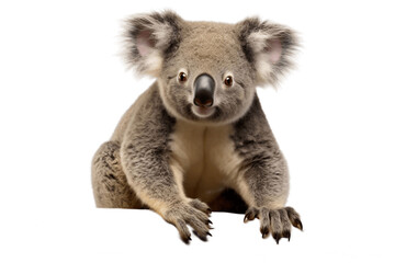 Close-Up of Koala Isolated on Transparent Background. Generative AI