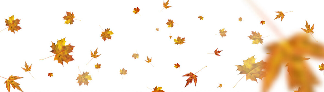 Autumn maple yellow-orange leaves for decoration on a transparent background. Vector