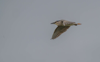 Black-crowned Night Heron in flight over delta ebro river
