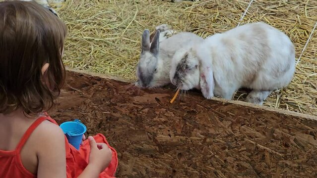 Kid Feeds Rabits with Carrot Sticks in A Farm. Adorable Cute 3-year-old Little Girl Giving Food To Fluffy Bunnies