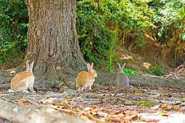 木の根元にいるうさぎ達