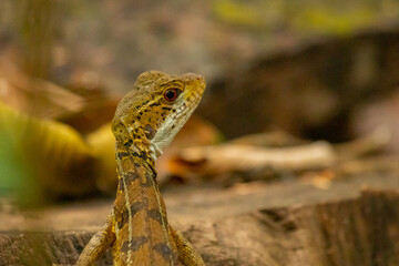 Yellow lizard looking up and back in natural environment in rain forest or cloud forest in Panama. Broun surroundings around cute yellow lizard.