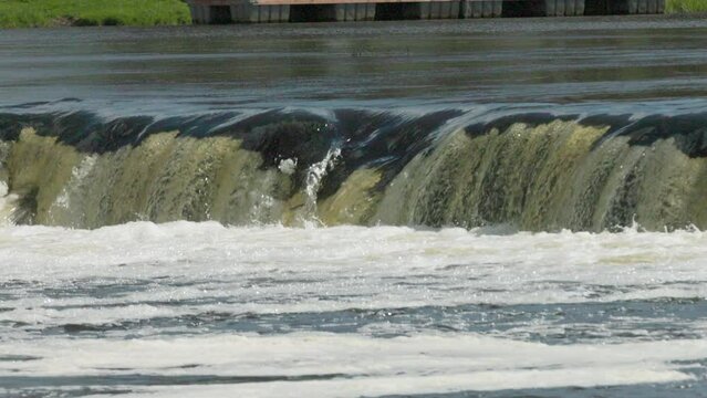 Slow motion video of fish jumping upstream a low but wide waterfall on a sunny Spring day