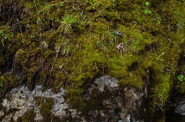 Rock overgrown with green moss in forest, closeup
