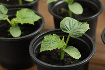Seedlings growing in plastic containers with soil on table, closeup