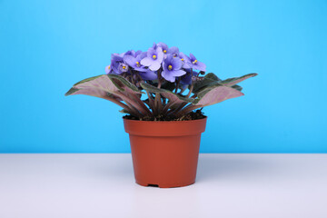 Beautiful potted violet flower on white table against light blue background