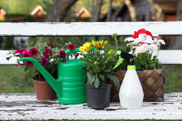 Beautiful blooming flowers, watering can and spray bottle on white wooden bench outdoors