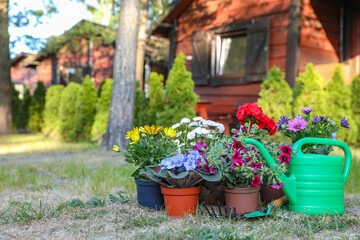 Fototapeta na wymiar Beautiful blooming flowers and watering can on green grass in garden, space for text
