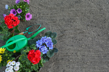 Beautiful blooming flowers and gardening tools on soil, flat lay. Space for text