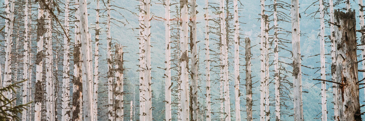 Old Dry Wood Trees Pines Background.
