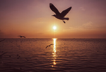 Naklejka na ściany i meble Wildlife Serenity: Birds Flying Over Calm Ocean Sunset Scenics
