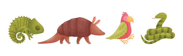 Cute African Animals and Zoo Creature Vector Set