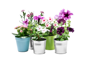 Naklejka na ściany i meble Beautiful flowers in different pots isolated on white