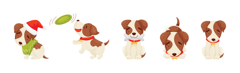 Jack Russell Terrier with Collar in Different Action Vector Set
