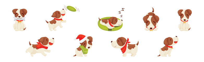 Jack Russell Terrier with Collar in Different Action Vector Set