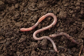 Earthworms crawling on wet soil. Terrestrial invertebrates