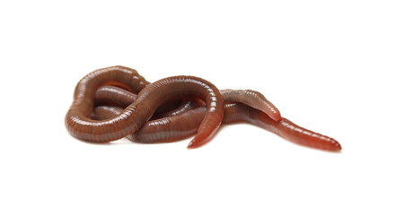 Many earthworms on white background. Terrestrial invertebrates