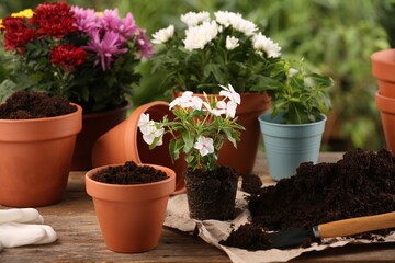 Beautiful flowers, pots, soil and trowel on wooden table outdoors