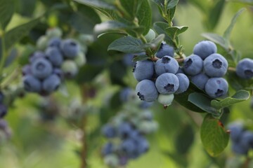 Wild blueberries growing outdoors, closeup and space for text. Seasonal berries