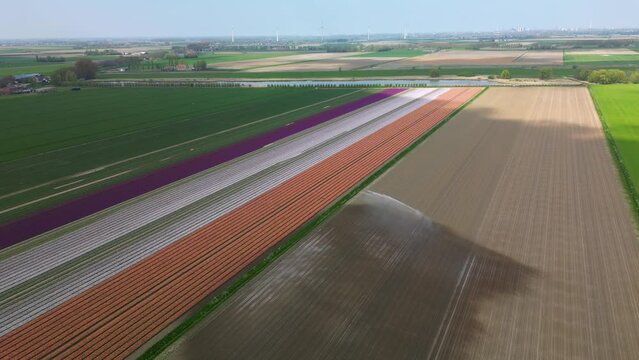 Agricultural Machine Watering Colorful Tulip Fields In Netherlands Countryside – Drone 4k
