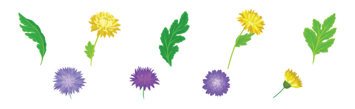Purple and Yellow Chrysanthemums with Green Leaves Vector Set