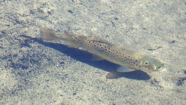 Adult Brown Trout (Salmo trutta) swimming in a stream, Kent, UK. June