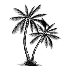 coconut tree vector