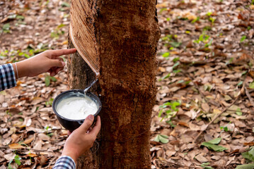 Rubber workers collect the rubber liquid form rubber tree to be used in various industries.