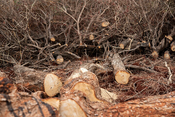 Close-up view of the pile of wood with dry branches reveals a rustic and weathered charm that adds character to the scene.