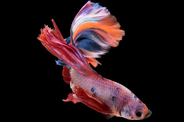 Graceful multicolor betta fish glides through the water with effortless elegance a symbol of poise...