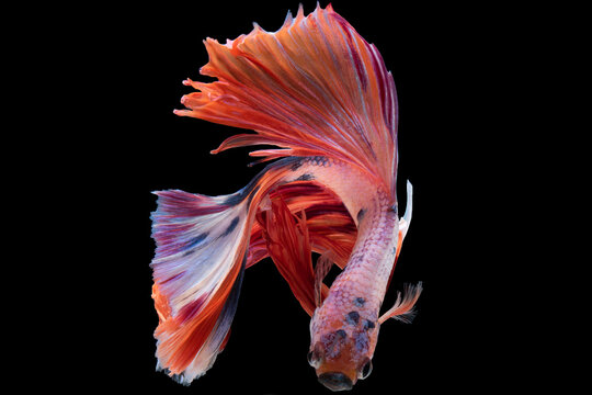 Black backdrop enhances the splendor of the multicolor betta fish, allowing its unique and intricate patterns to stand out in all their beauty.