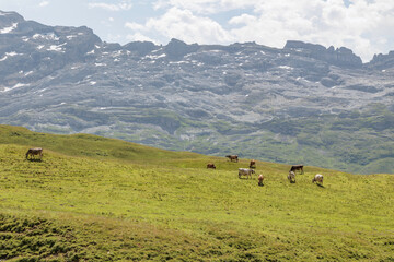 Small flock of cows in swiss alpine pasture (Melchsee-Frutt)