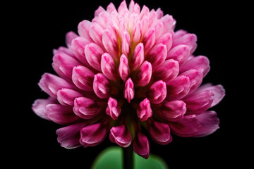Macro photo of pink dutch clover