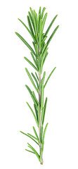 Twig of fresh rosemary isolated on a white background, top view. Green natural spice.