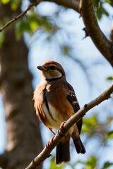 a beautiful bird sitting in tree branch