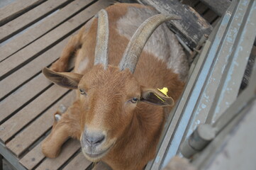 A goat waiting for hay feeding in the farm, goat farm in Thailand