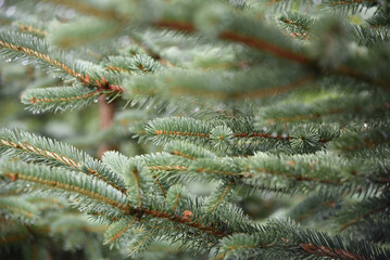 Natural fir branches.