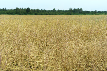 The rapeseed field in July.