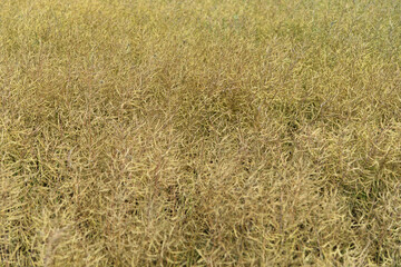 The rapeseed field in July.