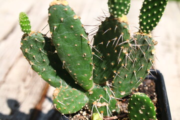 Opuntia quitensis Opuncja